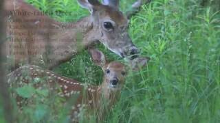 Whitetailed Deer Fawn [upl. by Idoc]