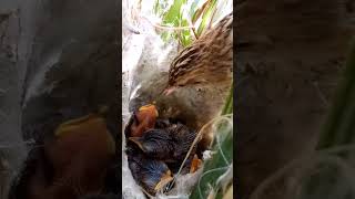 Zitting cisticola bird babies P 13 shortsfeed ytshortsvideo [upl. by Eciryt527]