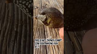 Exotic fish day florida fishing cowfish porcupinefish ￼Porkfish exoticfishes explore learn [upl. by Nwad]