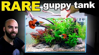 RARE Rosetail Guppy Aquarium LOW TECH HIGH IMPACT Aquascape Tutorial [upl. by Wira816]