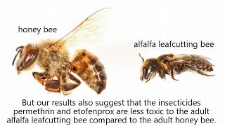 Acute toxicity of permethrin deltamethrin and etofenprox to the alfalfa leafcutting bee [upl. by Ebehp]