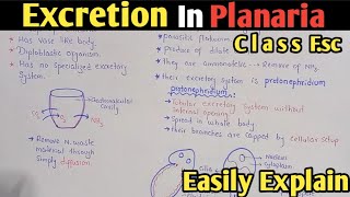 Excretion in planaria  Protonephridium  Flame Cell  Class 12 Biology [upl. by Silado393]