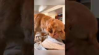 quotHow Dogs Comfort Their Owners The Power of Canine Compassionquot pt 2 shorts dog [upl. by Alfred]