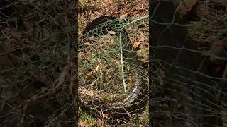 MONSTER Freshwater Eel fishing fishingaustralia fish shimanoaustralia [upl. by Salman]