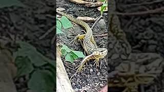 MY PET MONITOR LIZARD wildlife beautiful wow satisfying shorts [upl. by Nitsoj]