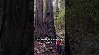 The Tallest Trees In The World Live For Thousands Of Years And Survive Wildfires  Redwoods [upl. by Yraht378]