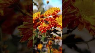 Honey Bee on Flower  Grace in Nature Honey Bee Pollinating a Flower explorewithhamza honeybee [upl. by Nasas307]