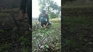 Removed weeds from cowpea plants nature plantscare cowpea shorts [upl. by Valtin]