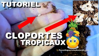 Tuto élevage CLOPORTE tropicaux  trichorhina tomentosa naturareptilesfr Pascal Aquariums Naturels [upl. by Illib]