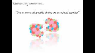 Levels of Polypeptide Protein Structure [upl. by Charlet]