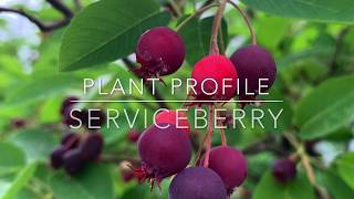 Serviceberry Plant Profile [upl. by Clyte]