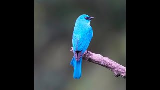 Verditer Flycatcher 銅藍鶲 [upl. by Netsriik34]