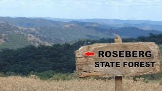 Yowie  Bigfoot Sighting Audio Report 11 at Roseberg State Forest New South Wales [upl. by Ydnes]