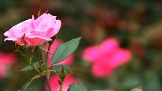 How to Prune Roses  Lawn amp Garden Care [upl. by Nauh]