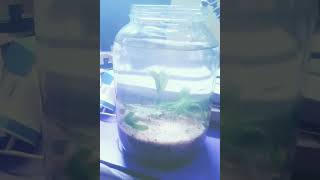 Aquarium new build up glass jar  Dirted walstad method  plantedaquarium natural aquatic [upl. by Luisa]