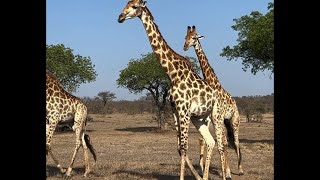 Journey of a Giraffe at Kruger  25 October 2024 [upl. by Coh633]