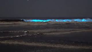 Playa con luces bioluminiscencia en California [upl. by Aurelio261]