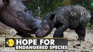 A story of hope Rare Sumatran rhino born in Indonesia  WION Climate Tracker  World News [upl. by Eenat]