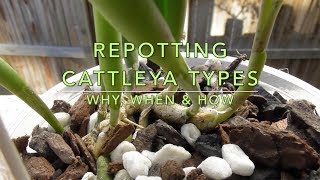 ORCHID CARE  Cattleya amp Epidendrum Repotting [upl. by Enyaz663]