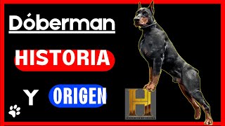 Perro Dóberman Documental Historia Origen Y Actualidad Documentales De Perros En Español [upl. by Malloy]