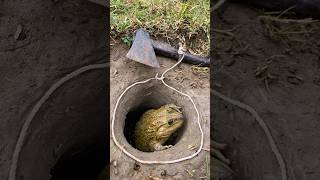 Survival Skills Simple But Very Useful with Frog trap survival fishing shortvideo [upl. by Heall]