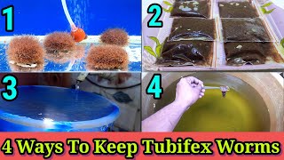 4 Ways To Keep Tubifex Worms  How To Maintain Tubifex Worms [upl. by Oretna585]