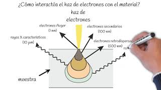 Microscopía electrónico de barrido [upl. by Levy743]