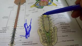 POSITIONAL CHANGES and MENINGES of SPINAL CORD extremely important [upl. by Bobbie473]