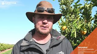 Controlling Fruit Fly with Naturalure Qalcova active  Rolf Swart [upl. by Ledniahs19]