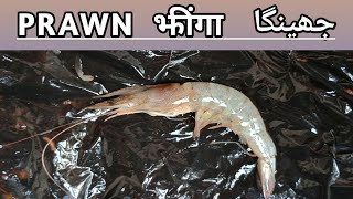 PRAWN झींगा جھینگا detailed dissection M Sc  B Sc  Zoology  Marine  Fresh Water  edu [upl. by Pauline]