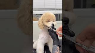 Dog Beautificationdog groomingdog spapet grooming pet beauty careshortsviral pets [upl. by Galvin]