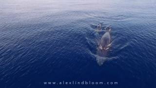 RARE FOOTAGE Omuras Whale Feeding in Raja Ampat November 2016 1080p [upl. by Cardinal]