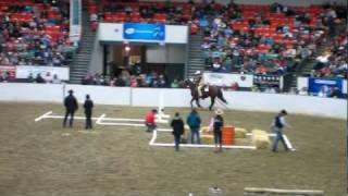 Equine Affaire 2011  Springfield MA  Cathie HatrickAnderson [upl. by Akyre56]