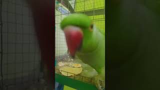 Parrot voice shortvideo [upl. by Peppi924]