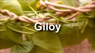 Giloy ka churan गिलोय का चूर्ण [upl. by Waldos]