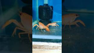 🦐cray fish tank setup  🦞crayfish tank setup in tamil  crayfish crayfishvideo aquarium [upl. by Yrad400]