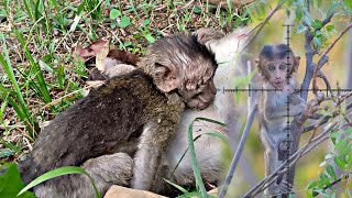 ☠️ POOR BABY MONKEY BECAUSE HE LOST HIS MOTHER  MONKEY HUNTING babymonkey [upl. by Proudfoot325]