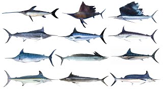 12 Types of Billfish  Billfish Species [upl. by Haliehs]