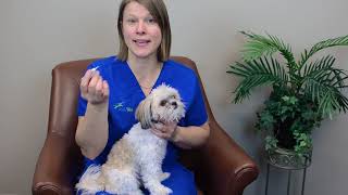 How To Give Your Dog Eye Ointment  IndyVet [upl. by Notlaw]