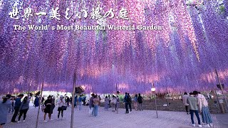 The Worlds Most Beautiful Wisteria Garden【Ashikaga Flower Park 2021】  4K [upl. by Rance165]