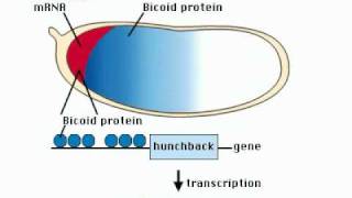 Drosophila Development4 Dorsal Ventral Axis Formation Drosophila  Developmental Biology CSIR NET [upl. by Yedorb]