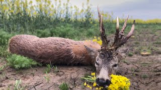 Medal Class Roebuck Hunting  Jagd für grosse abnorme Böcke [upl. by Philo]