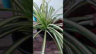 Chlorophytum Comosum Spider PlantAir Purifier indoorplant [upl. by Bergren]