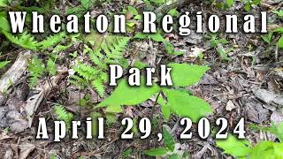 Wheaton Regional Park Healing April 2024 [upl. by Aizat]