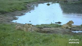 Lions on Tembe Elephant Park Africam Explore camera March 23 [upl. by Sophie]