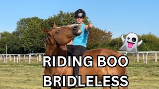 Riding BOO DELICIOUS Tackless in France French Vlogs 2 [upl. by Ana262]