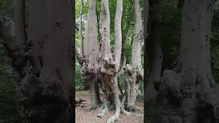 Beech trees Epping Forest [upl. by Seyler309]