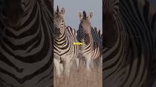 Zebras Zonkeys and Zorses 🤯 animals zebra shorts [upl. by Seda]