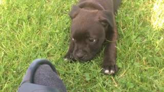 Staffordshire bullterrier puppies [upl. by Ettinger]