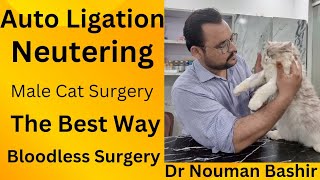 Auto ligation Neutering Neutering Surgery checkup DrNoumanBashir1217 [upl. by Neirda780]